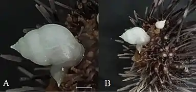 Les mollusques de la famille des Eulimidae parasitent souvent les oursins.