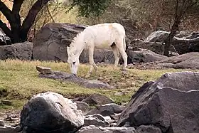 Âne blanc à Assouan en Égypte.