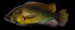 Description de l'image Astatoreochromis-alluaudi-LakeRweru-GB.jpg.