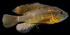 Description de l'image Astatoreochromis-straeleni-Malagarazi-GB.jpg.