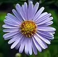 Aster tataricus