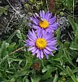 Aster alpinus