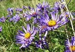 Aster amellus.