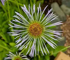 Description de l'image Aster diplostephioides, Tatton Park.jpg.