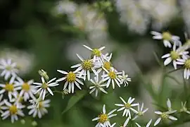 Aster umbellatus Miller. ― Aster à ombelles.