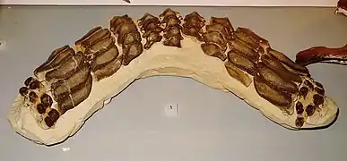 Dents d'Asteracanthus ornatissimus.