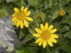 Arnica nevadensis (Jardin botanique alpin Chanousia, France).