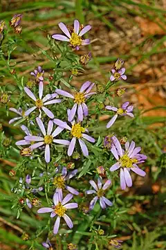 Description de l'image Asteraceae - Galatella sedifolia.jpg.