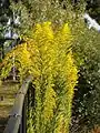 Solidago canadensis en Angleterre.