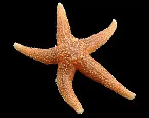 Vue d'une étoile de mer séchée.