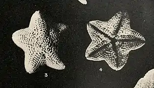 Asterina gracilispina