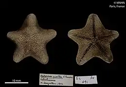 Asterina pusilla (MNHN)