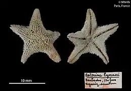 Asterinides pilosa (MNHN).