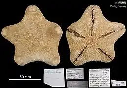 Asterodiscides cherbonnieri.