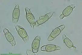 Chlamydospores, spores de reproduction végétative.