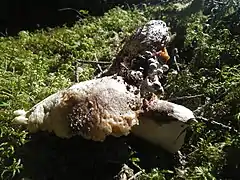 Sur Russula delica (Haute-Loire, France)