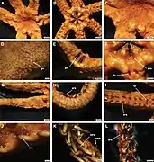 Asteroschema cf. bidwillae