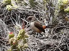 Description de l'image Asthenes arequipae Dark-winged Canastero; Colca Canyon, Arequipa, Peru (cropped).jpg.