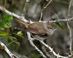 Description de l'image Asthenes baeri - Short-billed canastero.jpg.