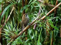 Description de l'image Asthenes helleri - Puna Thistletail.jpg.