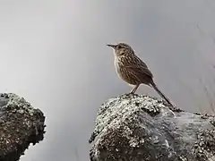 Description de l'image Asthenes maculicauda - Scribble-tailed Canastero; Pongo, La Paz, Bolivia (cropped).jpg.