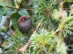 Description de l'image Asthenes palpebralis - Eye-ringed Thistletail (cropped).jpg.