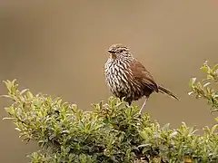 Description de l'image Asthenes urubambensis huallagae - Line-fronted Canastero; Bosque Unchog, Huanuco, Peru (cropped).jpg.