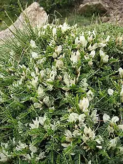 Description de l'image Astragalus angustifolius.jpg.