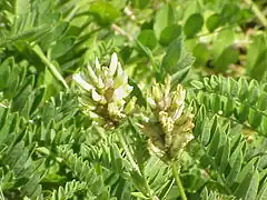 Description de l'image Astragalus cicer1.jpg.