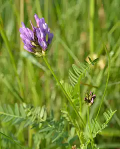 Description de l'image Astragalus danicus - aas-hundihammas.jpg.