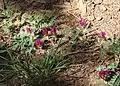 Astragalus hypoglottis - port