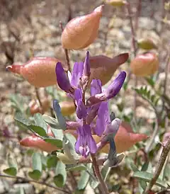 Description de l'image Astragalus_lentiginosus_3.jpg.