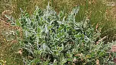 Description de l'image Astragalus mardinensis..jpg.