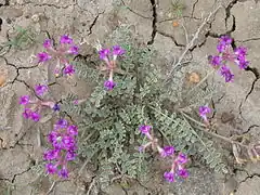 Description de l'image Astragalus missouriensis.jpg.