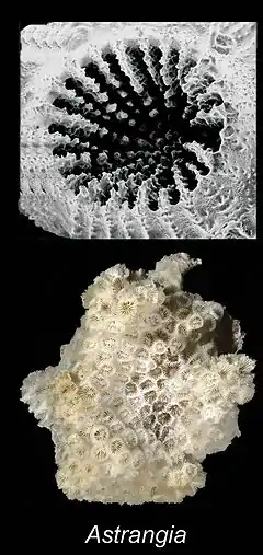 Haut : zoom sur un corallite (polypiérite); Bas : polypier, squelette d'une colonie d'Astrangia.
