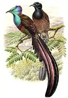 Dessin de deux oiseaux posant sur une branche, le premier a la tête au plumage azur, le second a la tête au plumage noir.