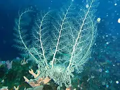 Une ophiure gorgonocéphale (Astrocladus euryale) en train de se nourrir, les bras étendus.