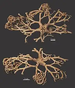 Astroglymma sculptum