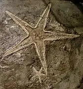 Fossile d'Astropecten lorioli.
