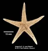 Astropecten americanus