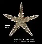 Étoile de sable à épines doubles (Astropecten duplicatus)