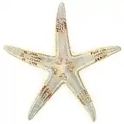 Astropecten granulatus