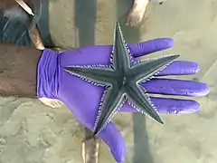 Astropecten indicus