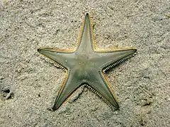 Étoile-peigne de Johnston (Astropecten jonstoni)