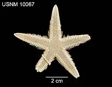 Astropecten nitidus forcipatus