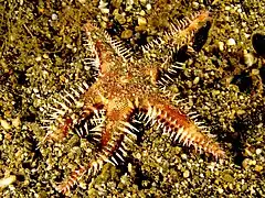 Astropecten polyacanthus