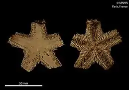 Astropecten triseriatus (MNHN)