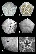 Astrophiura caroleae en laboratoire.