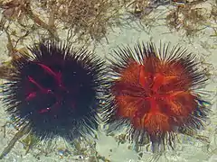 Forme noire et forme rouge, observées au Kenya.