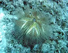 Forme blanche (rare), observée à Hawaii.